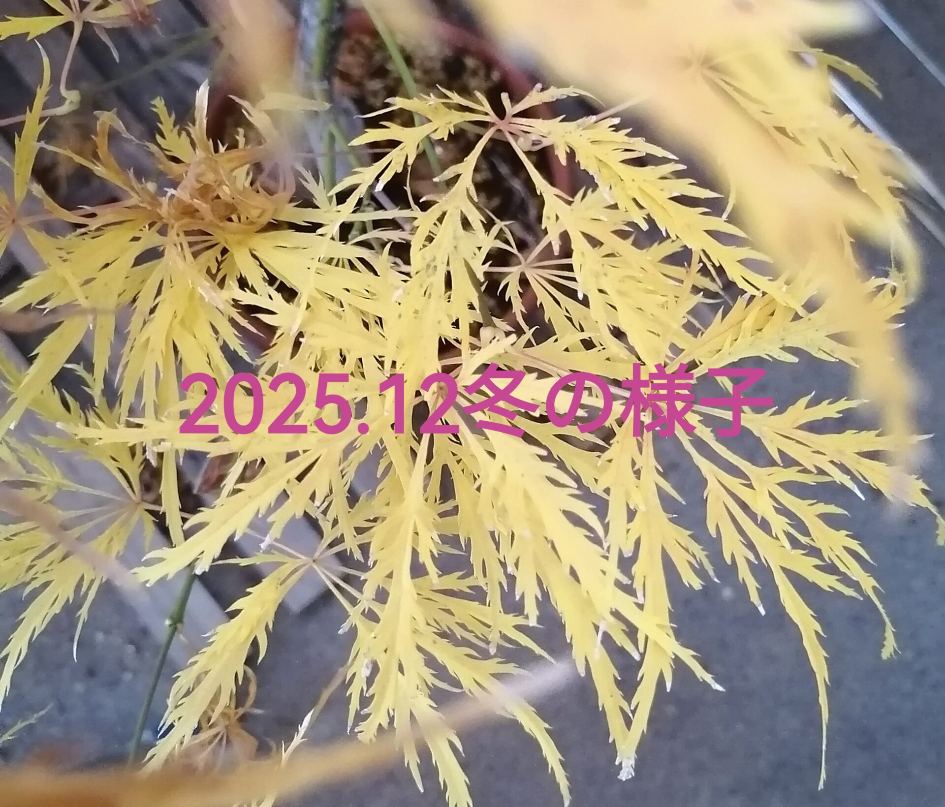 2025.12冬の様子 もみじ もみじ盆栽 盆栽 紅葉 秋の紅葉 冬のベランダ